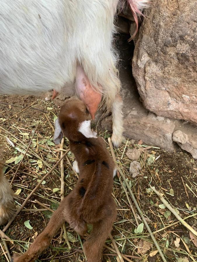 Nubian Farm Aswan Villa Екстериор снимка