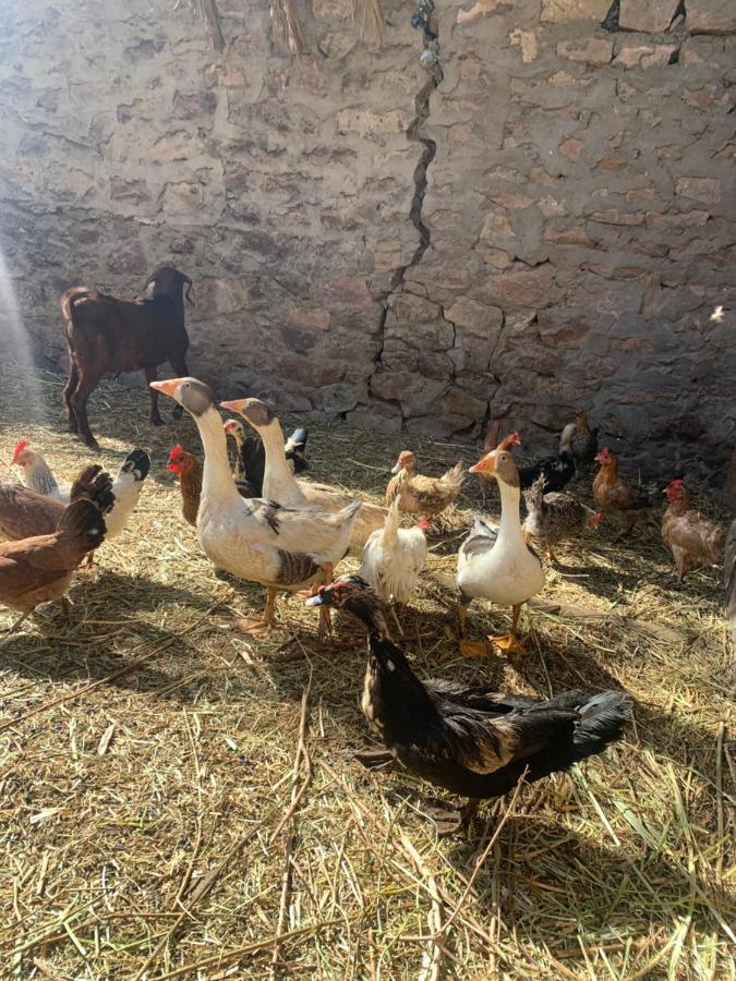 Nubian Farm Aswan Villa Екстериор снимка